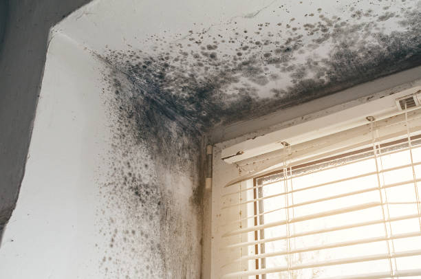 Affordable Black Mold Remediation solutions in Pitman, NJ